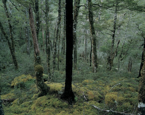 beech forest