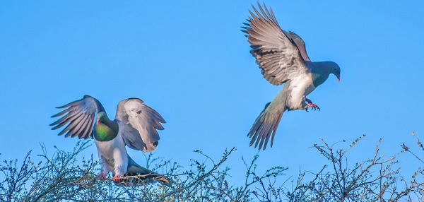 great kereru count in flight