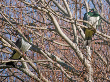 kereru perched