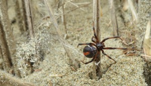 katipo c. Arnem Littek Inaturalist