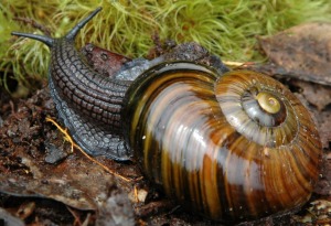 powelliphanta