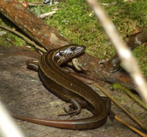 brown skink Inaturalist 