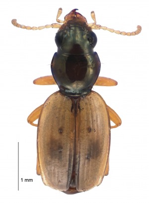 Back Beach Beetle Photographer B Rhode Landcare Research